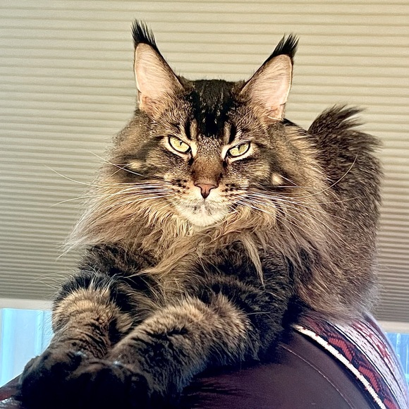 Elf on the Shelf NWT Large Elf on the Shelf Velour Accent Pillow 20” x 20” - Picture 6 of 6